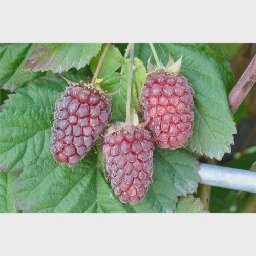 Berry Loganberry Waimate