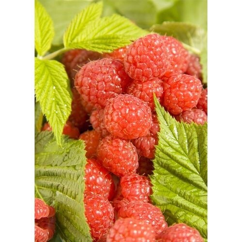 Raspberry Waiau