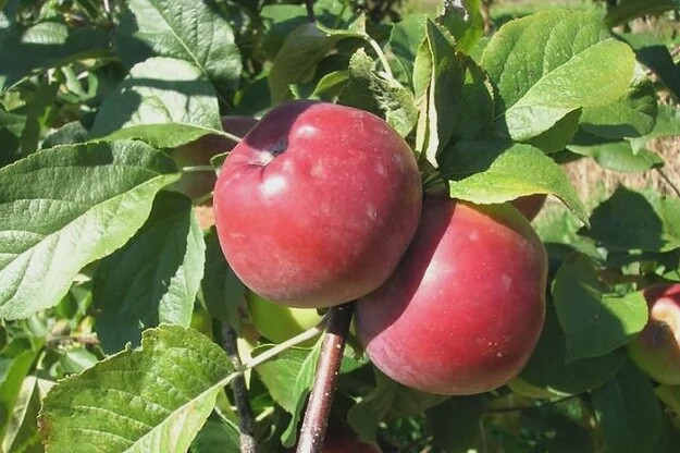 Apple Liberty