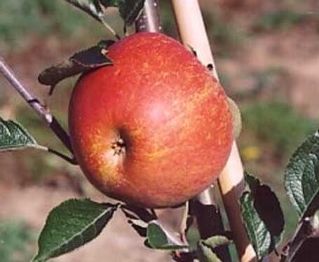 Apple Captain Kidd&#39;s Pippin