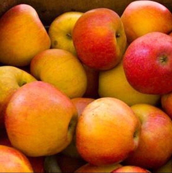 Apple Greenmeadows Cox