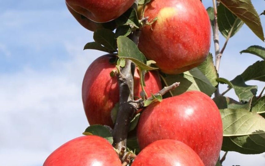 Apple Divine