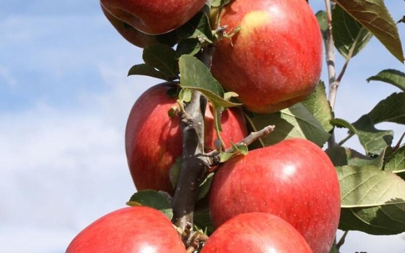 Apple Divine