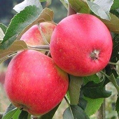 Apple Discovery