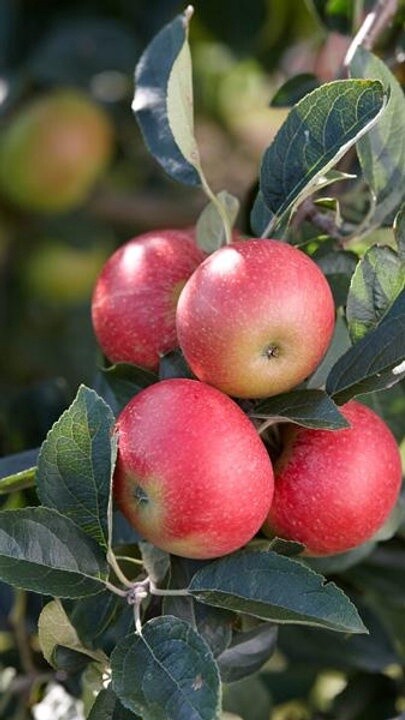 Apple Benoni