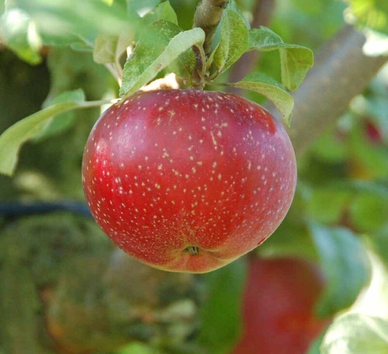 Apple Lobo