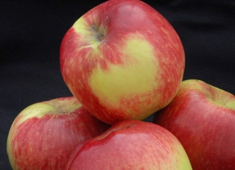 Apple Monty&#39;s Surprise MM106