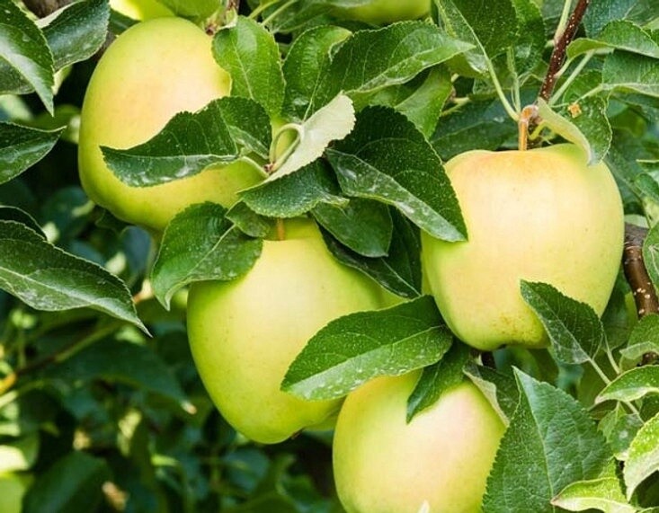 Apple Golden Delicious MM106