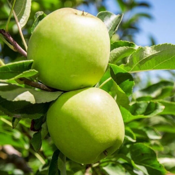 Apple Granny Smith MM106