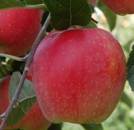 Apple Hetlina