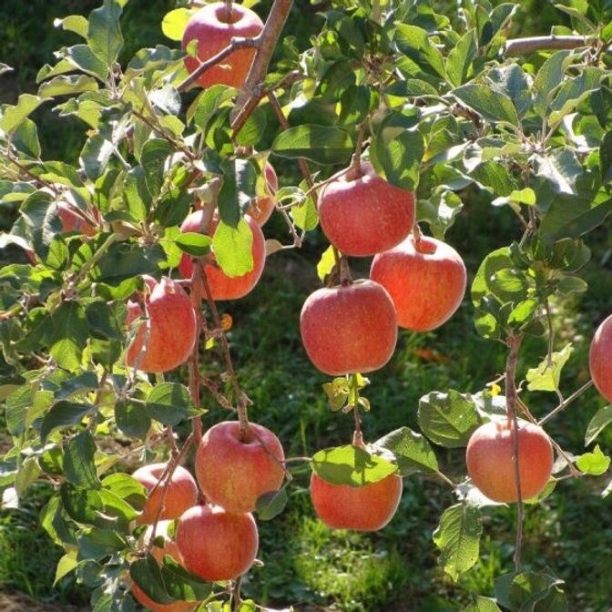 Apple Fuji