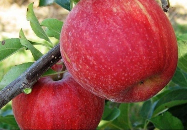 Apple Galaxy