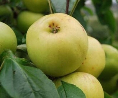 Apple Lord Freyburg