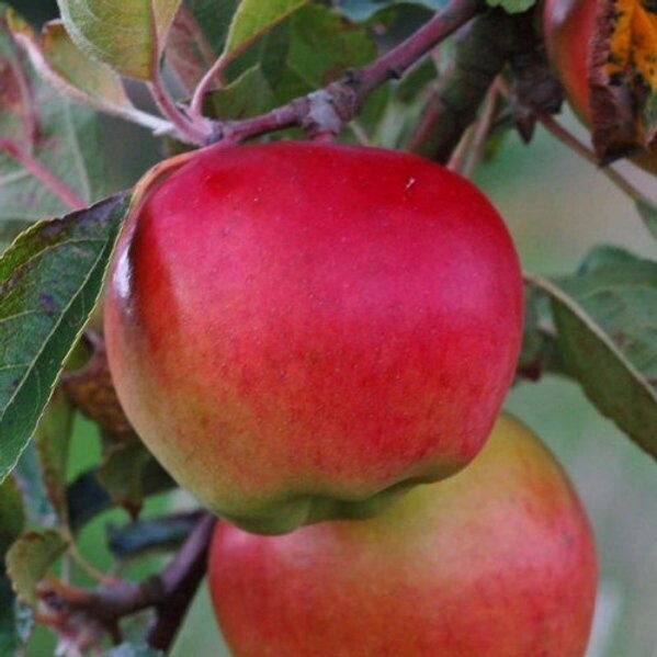 Apple Prima