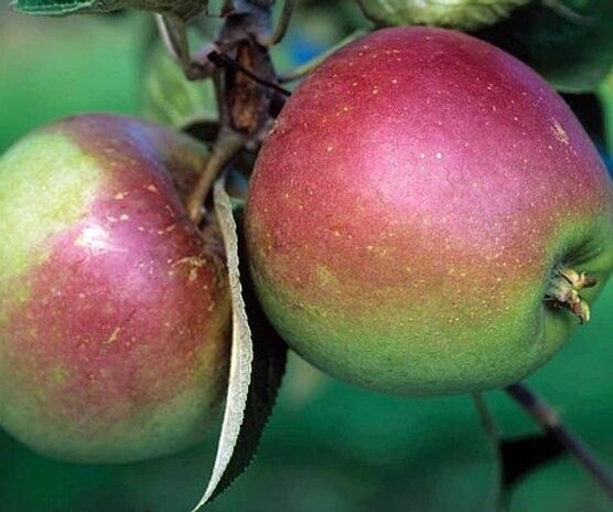 Apple Tydermans Late Orange