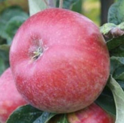 Cider Apple Tree - Slack ma Girdle