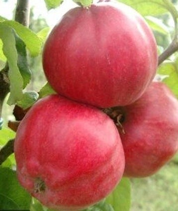 Cider Apple Tree - Tom Putt