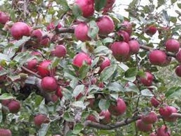 Apple Red Spy