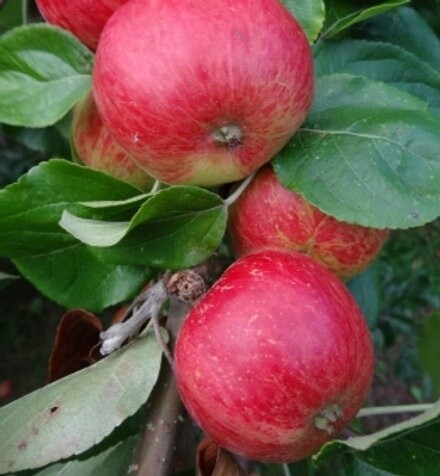 Cider Apple Tree - Broxwood Foxwelp