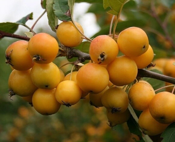 Malus Golden Hornet Crab Apple