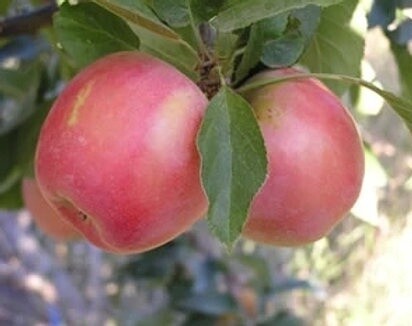 Apple Splendor