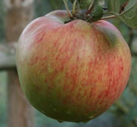 Apple Wellington