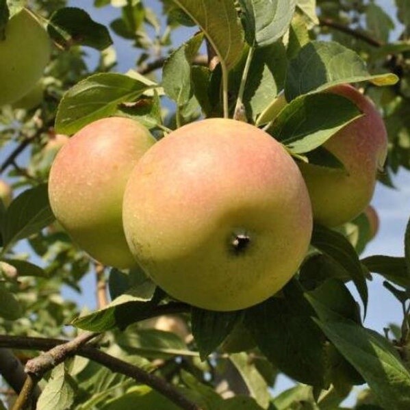 Apple Winter Banana