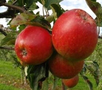 Apple Pacific Rose