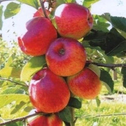 Apple Telstar