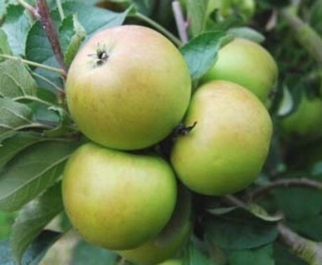 Apple Sturmer