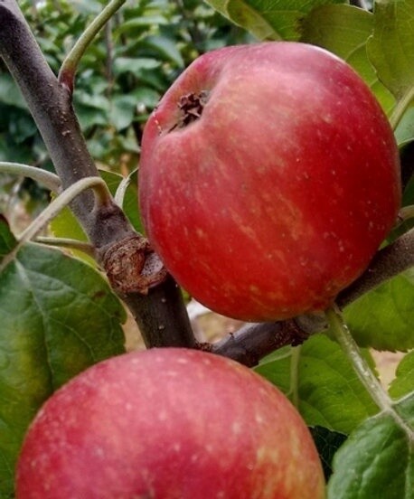 Cider Apple Tree - Knotted Kernel