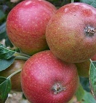 Cider Apple Tremletts Bitter