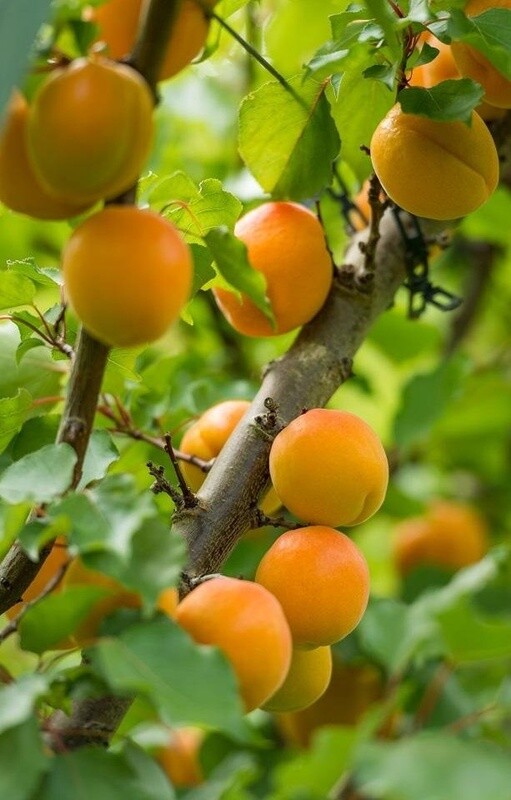 Apricot Cluthagold