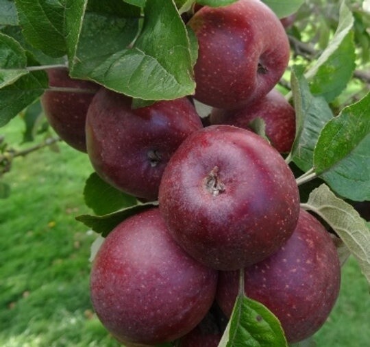 Cider Apple Tree - Kingston Black