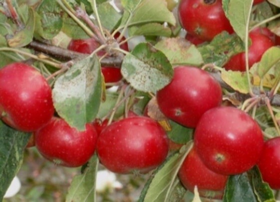 Malus Jack Humm Crab Apple