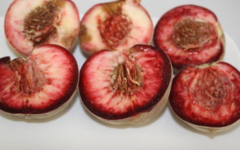 Peach Black Boy (Sanguine)