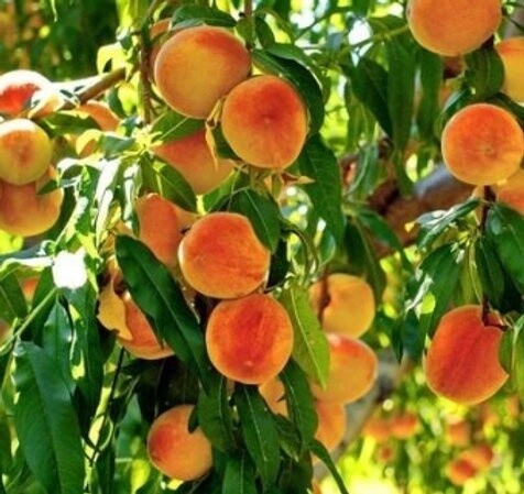 Peacherine Healy’s