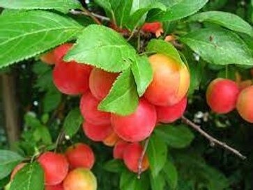 Plum Pernel Cherry