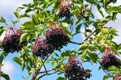 Berry Elderberry