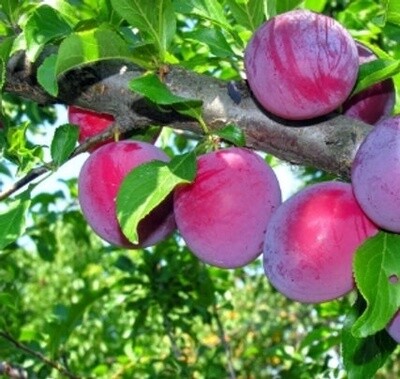 Plum Angelino