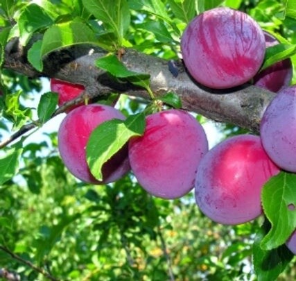 Plum Angelino