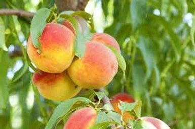 Peach Bonanza (Dwarf)