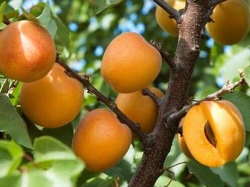 Apricot Tomcot