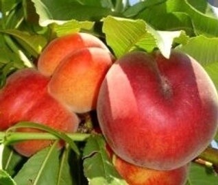 Peach Rich Lady