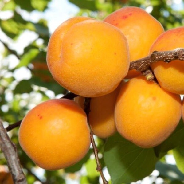 Apricot Sundrop
