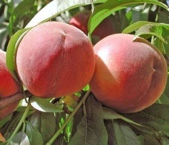 Peach Spring White