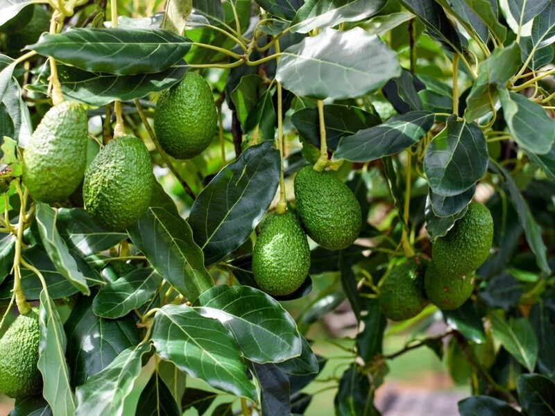 Avocado Hass