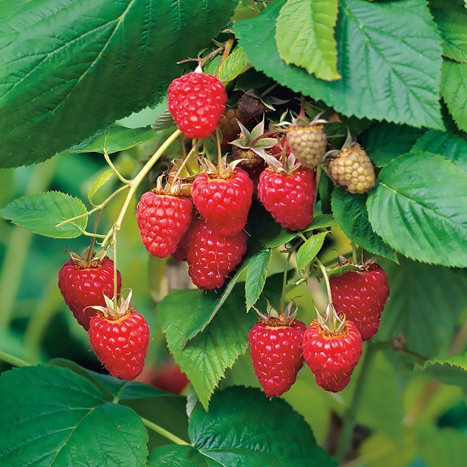 Raspberry Tulameen