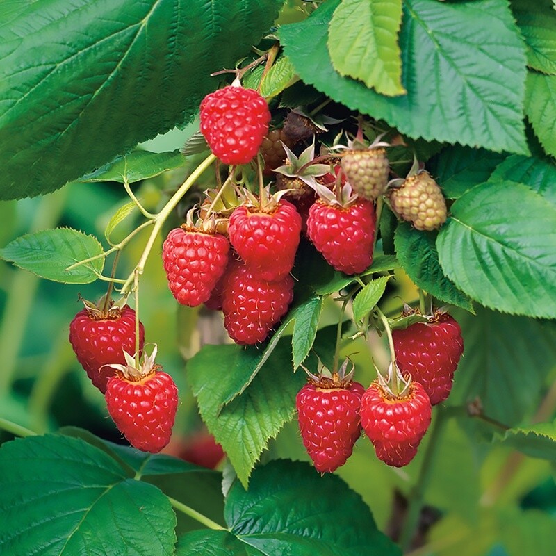 Raspberry Tulameen