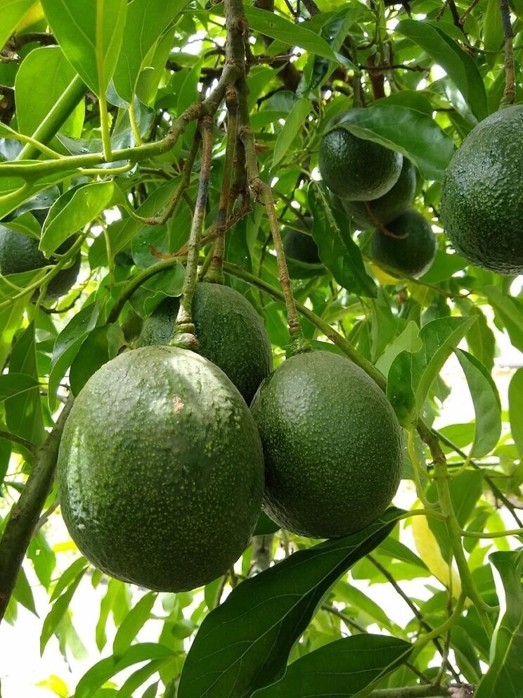 Avocado Reed